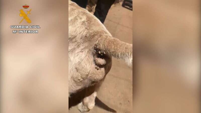 El perro infestado de garrapatas/TA.